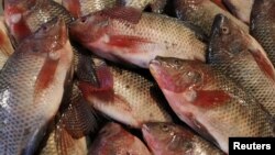 FILE - Fish are seen in a fish market near the canal of Port Said, Egypt, March 18, 2018.