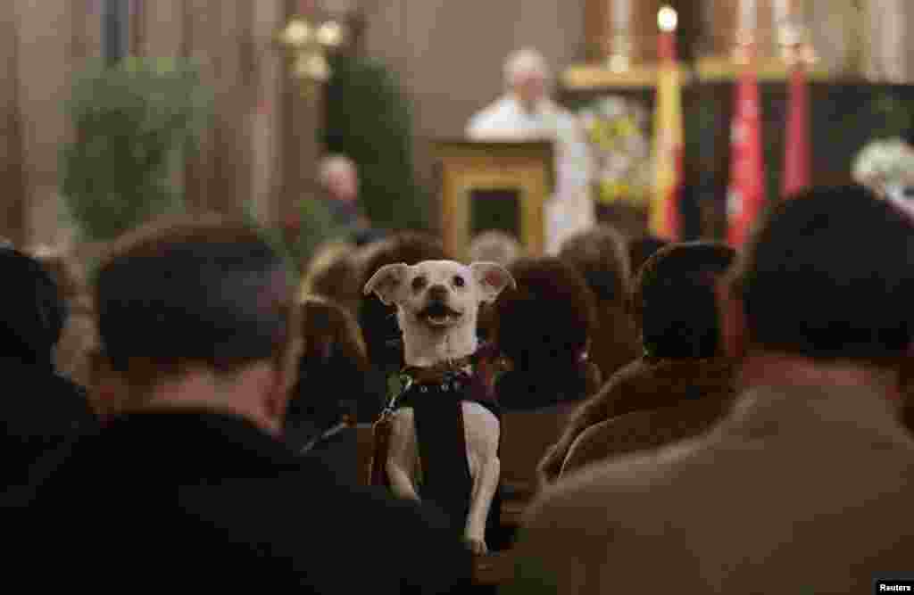 Seekor anjing ikut ambil bagian dalam sebuah misa di Gereja San Anton di Madrid, Spanyol. Ratusan pemilik hewan peliharaan membawa hewan mereka untuk pemberkatan di gereja itu setiap tahunnya pada hari Santo Anthony, santo yang dikenal sebagai pelindung binatang. 