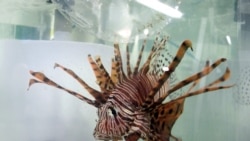 Quiz - Underwater Robot to Hunt Lionfish to Help Protect Coral Reefs