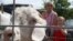 An Angora goat at a farmer's market in the state of Maine