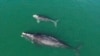 Births Among Endangered Right Whales Reach Highest Figure Since 2015 