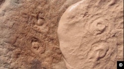 Obamus Coronatus. ფოტო კალიფორნიის უნივერსიტეტის რივერსაიდის ფილიალის საკუთრებაა. 