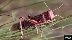 A locust devouring vegetation in Morocco, July 2004. ©FAO/Giampiero Diana