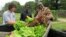 Bladensburg, Maryland Mayor Walter James gets his pick of produce from the Philip Sidibe, Adam Sidibe and Wudood Omran. (Rosanne Skirble/VOA) 