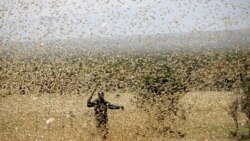 Midhaan Ija Tokko Kan Manaa Qabu Hin Jiru: Qonnaan Bulaa