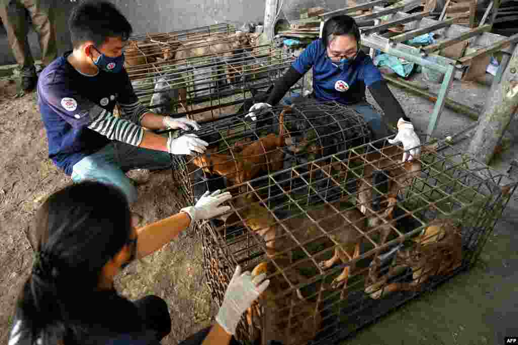 សមាជិកនៃអង្គការសង្គ្រោះសត្វ Four Paws ចុះប្រតិបត្តិការជួយសង្គ្រោះសត្វសុនខ នៅទីតាំងលក់សាច់សត្វសុនខមួយកន្លែង ក្នុងស្រុកស្គន់ ខេត្តកំពង់ចាម កាលពីថ្ងៃទី៤ ខែមីនា ឆ្នាំ២០២១។