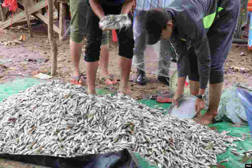 ទិដ្ឋភាព​ទូទៅ​នៃការរកត្រីប្រហុកនៅក្នុងតំបន់ផែនេសាទគីឡូម៉ែត្រលេខ៩ ក្នុងខណ្ឌឬស្សីកែវ រាជធានីភ្នំពេញ នៅថ្ងៃទី២៧ ខែធ្នូ ឆ្នាំ២០១៧ (ស៊ុន ណារិន/VOA)