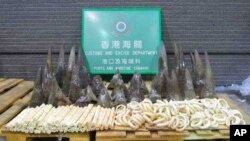 ផលិតផល​ភ្លុក​ដែលនាំចូលខុសច្បាប់​ចូលហុងកុង​ពីអាហ្វ្រិកខាងត្បូង កាល​ពីខែវិច្ឆិកា ឆ្នាំមុន។