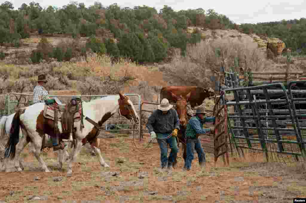 Ranchers close a gate after collecting cattle near Monticello, Utah, Oct. 31, 2017.