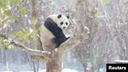 A giant panda sits on a tree during the first snow in Jinan, Shandong province, November 24, 2015.