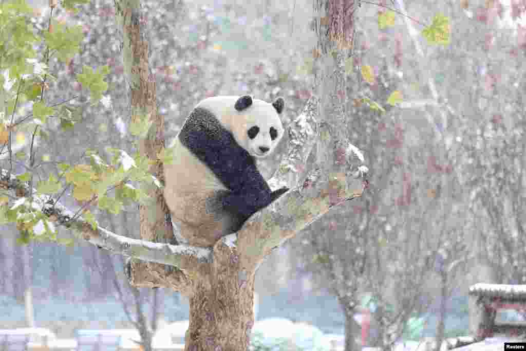 A giant panda sits on a tree during the first snow in Jinan, Shandong province, China.