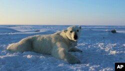 In this April 15, 2015 photo provided by the United States Geological Survey, a polar bear wearing a GPS video-camera collar lies on a chunk of sea ice in the Beaufort Sea. A new study released Feb. 1, 2018 shows some polar bears in the Arctic are shedding pounds during the time they are supposed to be beefing up. 