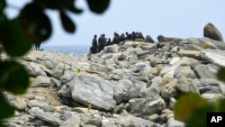 Pasukan Venezuela menggagalkan serangan di kota pelabuhan La Guaira, Minggu (3/5). 