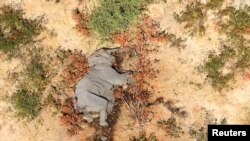 A dead elephant is seen in this undated handout image in Okavango Delta, Botswana, May-June 2020. 