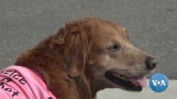 Surfing Dog Shares Chill Vibe with Veterans, Special Needs Children 