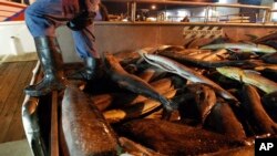 Seorang pekerja menerima kiriman ikan dari kapal AS yang mempekerjakan ABK asing, di Honolulu, 23 Maret 2016. 