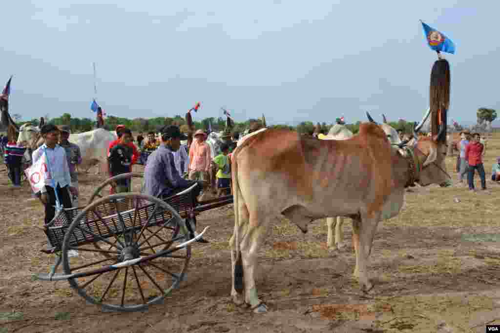 សមាសភាព​គោ​​​ និង​អ្នក​បរ​ចូលរួម​ក្នុង​ការ​ប្រណាំង​រទេះ​សាឡីគោ​នៅ​ឃុំ​រលាំងគ្រើល ស្រុក​សំរោងទោង ខេត្ត​កំពង់ស្ពឺ កាល​ពី​ថ្ងៃ​ទី​០៧ ខែមេសា ឆ្នាំ​២០១៩។ (ណឹម សុភ័ក្រ្តបញ្ញា/VOA)