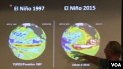 These false-color images provided by NASA satellites compare warm Pacific Ocean water temperatures from the strong El Nino that brought North America large amounts of rainfall in 1997, left, and the current El Nino as of Oct. 1, 2015, right. Warmer ocean water that normally stays in the western Pacific, shown from cooler to warmer as lighter orange to red to white areas, moves east along the equator toward the Americas.
