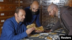 Paleontologist Cristiano Dal Sasso, left, and co-authors Simone Maganuco and Andrea Cau, right, examine the bones of the Jurassic dinosaur Saltriovenator zanellai at the Natural History Museum of Milan, in this undated photo obtained by Reuters Dec. 18, 2018.