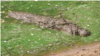 Crocodiles, Alligators May Lure Prey with Sticks