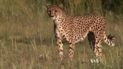 Racing to Save the Cheetah