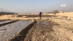 په کندهار کې کروندګر د غنمو د حاصلاتو څخه خوښ دي