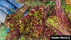 ፎቶ ፋይል፦ የጫት (ጫት) ቅርንጫፎች በኢትዮጵያ