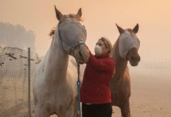 Volunteers help evacuate horses during the Easy Fire, Oct. 30, 2019, in Simi Valley, Calif.
