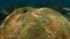 Scientists: Hot Seawater in South Florida Reaches New High