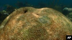 This image provide by NOAA, shows a dead coral at Cheeca Rocks off the coast of Islamorada, Fla., on July 23, 2023. (Andrew Ibarra/NOAA via AP)
