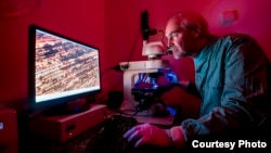 Bill Keevil, a microbiologist at Southampton University in England, investigates the pathogen-destroying properties of copper metal. (Credit: University of Southampton)