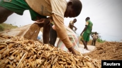 Des hommes récoltent du riz à Nanan, Yamoussoukro, Cote d'Ivoire, le 27 septembre 2014. 