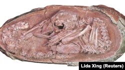Embrion oviraptorosaurusa nazvanog "beba Jinglijang" (Foto: Reuters/Lida Xing)