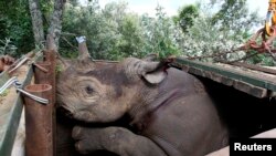 Badak hitam yang terancam punah di Kenya
