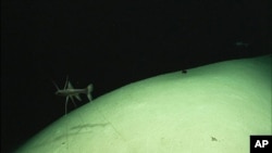 Picture of a tripod fish