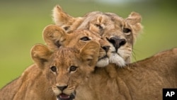 Scene from "The Last Lions"