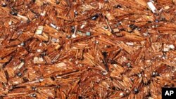 Wood, boats, roofs and other debris from Japan are floating in the Pacific Ocean following the March tsunami that devastated parts of the Japanese coastline, dragging items large and small back to sea.