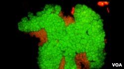 ภาพจุลินทรีย์ใต้ทะเลลึก