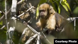 A yellow-breasted capuchin monkey at Una Biological Reserve in Bahia, Brazil, is a critically-endangered primate targeted by hunters for bush meat. (Photo / Luciano Candisani)