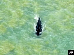 FILE - In this photo provided by Parks Australia, a humpback whale swims in the ocean in Van Diemen Gulf, Australia, Sept. 20, 2020.