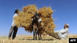 FILE - Afghan farmers load a donkey as they harvest wheat on the outskirts of Herat on June 23, 2014.
