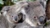 Australia Kehilangan 30% Koala dalam Tiga Tahun Terakhir 