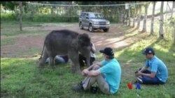 ဗီယက်နမ် ဆင်ထိန်းသိမ်းရေး အစီအစဉ်