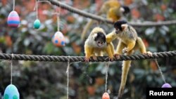 Beberapa monyet memakan kudapan yang tersimpan di cangkang-cangkang telur dari kertas di kebun binatang London, Inggris, 29 Maret 2018.