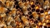 Cuba's Organic Honey Exports Create Buzz