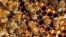 FILE - Bees gather on their hive in Paris, September 24, 2010.