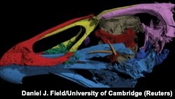 Three-dimensional image of the skull of the world's oldest-known anatomically modern bird, Asteriornis maastrichtensis, which lived 66.7 million years ago, in this handout photo released to Reuters on March 17, 2020.