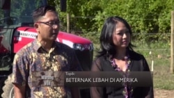 Beternak Lebah di Amerika (2)