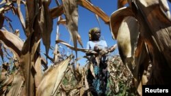Subsistence farmer Joice Chimedza harvests maize on her small plot in Norton, a farming area outside Zimbabwe's capital, Harare, May 10, 2016. Many farmers have lost crops and cattle as the drought has gone on since 2015.
