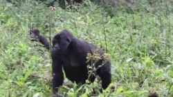 La RDC mise sur la "diplomatie touristique", selon le ministre Modero Nsimba Matondo